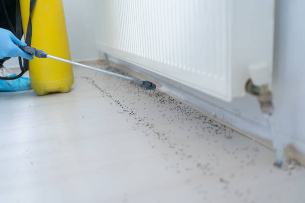 Best Termite Control Services  in Isle Of Palms, SC
