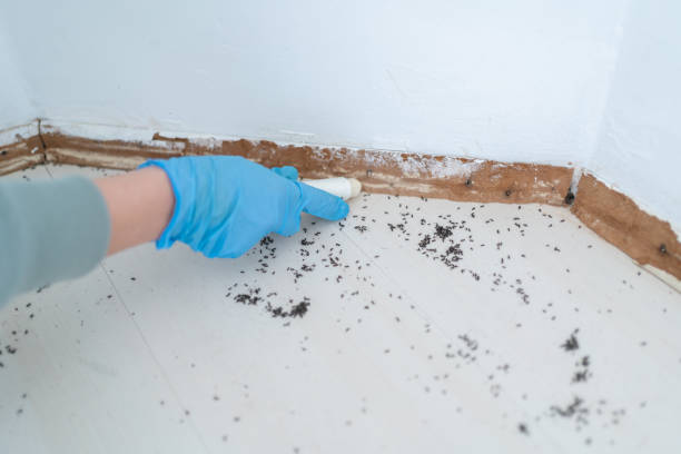 Best Local Pest Control Services  in Isle Of Palms, SC